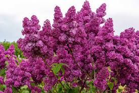 When Do Lilacs Bloom? How Long It Takes for Flowers to Appear